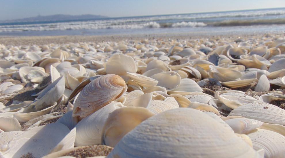 beach_clams_sea_10834.jpg