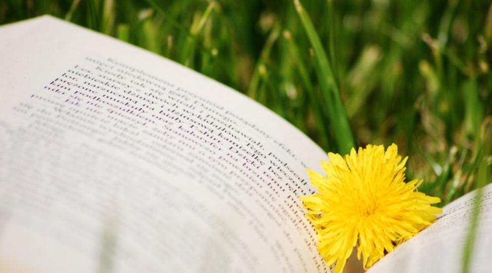 bloom_blooming_blossom_460554.jpg